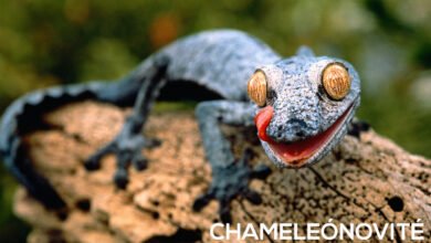 Chameleónovité